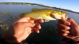 PESCANDO con señuelos SUPERFICIALES Y caña de BAITCASTING [upl. by Klinges]