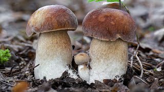 Spettacolare crescita di 3 porcini  Timelapse [upl. by Hanni690]