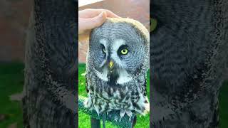 The great and Giant Gray owl in the planet owl shorts shortvideo youtubeshorts [upl. by Salas]