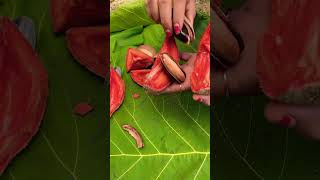 Mamey sapote atau sawo terbesar di dunia shortvideo [upl. by Adna]