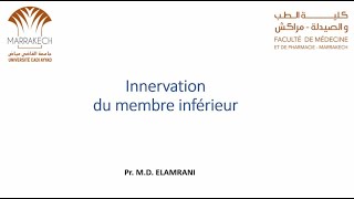 ANATOMIE FMPM INNERVATION DU MEMBRE INFÉRIEUR [upl. by Salangia]