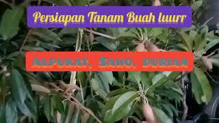 Tanam Buah Aset Petani Jangka Panjang [upl. by Iran317]