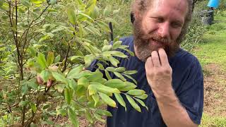 Planting a Rare GRAFTED Myrciaria guaquiea Out in the Grove on M glazioviana rootstock [upl. by Nerty]