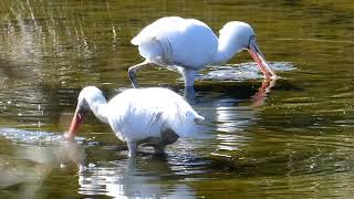 Yellowbilled spoonbill Perth Western Australia [upl. by Valonia192]