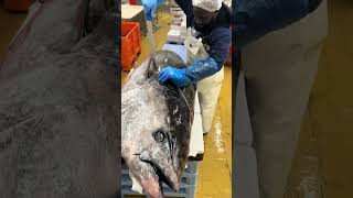 We’re with harounabrt who shows us how to fillet a massive 200kg tuna 🐟🤯 [upl. by Gaven]