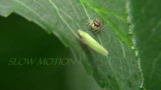 Spider Bites Leafhopper Part 1 [upl. by Island293]