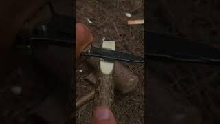 Holz spalten 🔪mit Klappmesser❓️ survival camping natur bushcraft outdoor experiment [upl. by Princess]