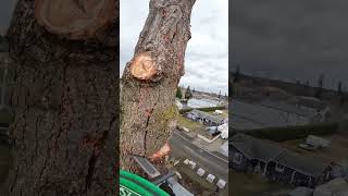 Cutting down a large Fir tree with a Stihl ms200t and Husky 592xp [upl. by Ojok]