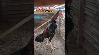 Ayam Shamo ❤️ Betina Jumbo Hasa Farm ayamshamo animals hybridchicken feedshorts [upl. by Mcafee695]