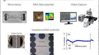 Exploring the Role of iPSCcardiomyocytes in Drug Discovery and Safety Assessment [upl. by Aira]