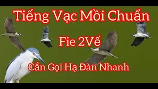 Tiếng Vạc VIP 1 Vế Mới Năm 2024 [upl. by Neicul]