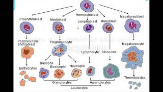 محاضره Aplastic anemia [upl. by Aymik]