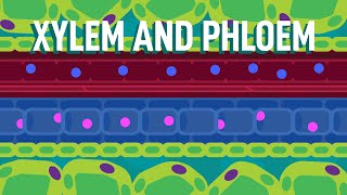 Xylem and Phloem  Transport in Plants  Biology  FreeAnimatedEducation [upl. by Daughtry685]