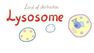 Lysosome [upl. by Nyllewell]