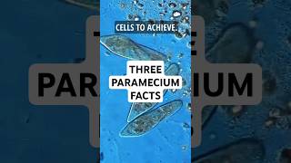 3 Facts about Paramecium science microscopic pondwater [upl. by Ynar]