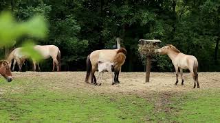 GaiaZOO Przewalskipaard geboren [upl. by Groos725]