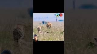 lion v Chita 🥵😱🥵 animals cheetah lion lion v Chita 😱😱 animalwarrior bigcatswildlife lion ♨️💢📛 [upl. by Drolyag]