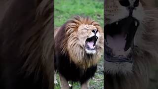 Abhi to bol raha tha ki mai Savaser hu ￼😂 shorts funny funnyvideo lion [upl. by Eneryt]