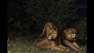 Jacob and Tibu Successfully Swimming The Kazinga Channel [upl. by Zanas]