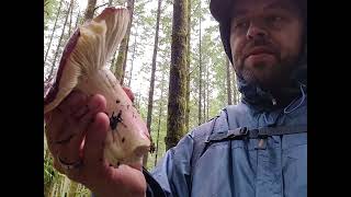 Shrimp Russula Russula xerampelina Identification [upl. by Pippas335]