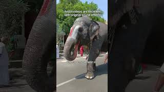 blessings elephant joy andal divinedivinity taravenkatesh like share comment and subscribe [upl. by Goldi]