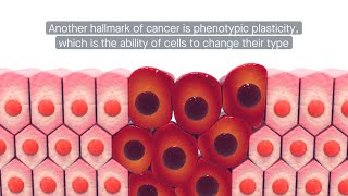 NFκB signaling at the crossroads between chronic inflammation and cancer [upl. by Aehc116]