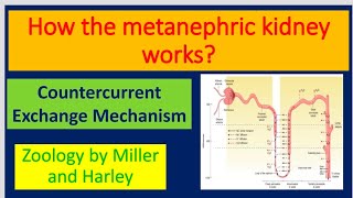 How metanephric kidney works Countercurrent Exchange Mechanism [upl. by Kurtzman]