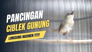 PANCINGAN CIBLEK GUNUNG GACOR ORI ALAM [upl. by Eira262]