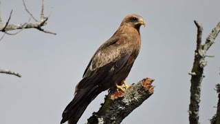 Yellowbilled Kite  Filmed by Greg Morgan [upl. by Annaiviv]