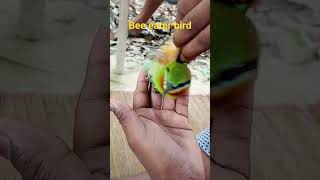 Bee eater bird viral video [upl. by Luelle]