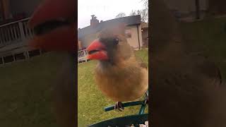 Cardinal at the feeder birdfeeder birds birdfood [upl. by Ahsiliw]