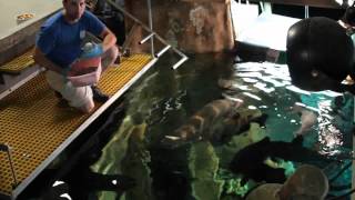 Arapaima Feeding at the Tennessee Aquarium [upl. by Wieche]