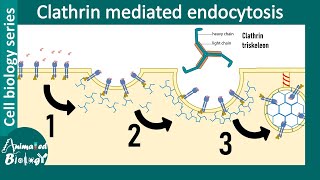 Clathrin mediated endocytosis overview [upl. by Natsirt]