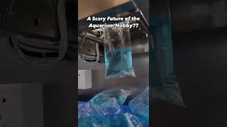 300 AUTOMATIC BETTA Fish in ONE Hour The FUTURE of Aquarium Hobby is SCARY [upl. by Soracco]