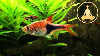 Loach  Barb  Harlequin Rasbora  Redtail Sharkminnow Aquarium Zoo Rostock [upl. by Kaile]