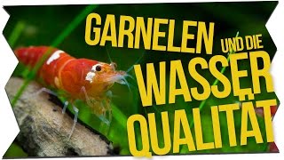 GARNELEN amp DIE WASSERQUALITÄT  GarnelenTv [upl. by Jozef]