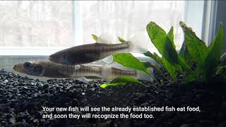 Fundulus diaphanus Banded Killifish  Basic Info [upl. by Eadrahc]