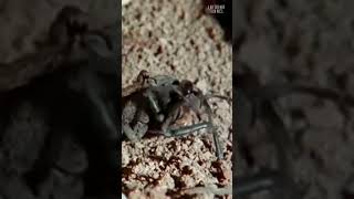 Unknown Fact about this spider 🕷️🕷️🕸️ by informatunnel facts amazingfacts [upl. by Biernat]