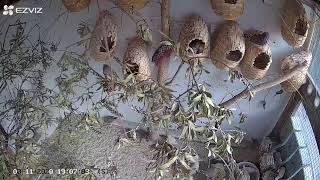 Zebra Finch Aviary Live 03112020 AM [upl. by Nakashima]