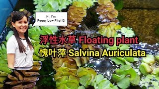 分享水草愧叶蘋 Salvinia auriculata 浮萍浮水性植物生態水草缸遮光淨化水質愧叶萍 [upl. by Alliuqa153]