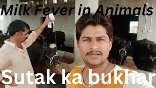 Milk Fever  Sutak Parturient parasis Sutaki hawa Sutak ka bukhr Causes of Milk Fever Treatment [upl. by Einatsed725]