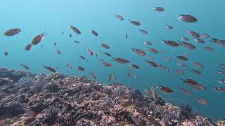 Puerto Vallarta Scuba Diving Summer 2024 part 6 [upl. by Schatz29]