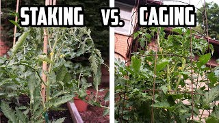 Staking vs Caging Tomato Plants  PROS and CONS of Each Method  How to Support Tomato Plants [upl. by Mercorr]