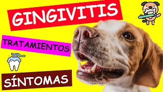 ¿Cómo Curar la GINGIVITIS EN PERROS [upl. by Peskoff]