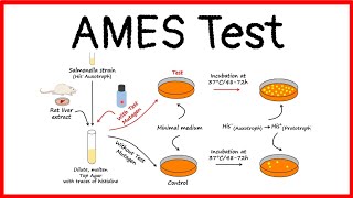 Ames TestMutagens amp Carcinogens TestingIntroductionPrincipleBasic StepsAdvantagesLimitations [upl. by Evad207]