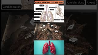 Parts of the Bronchial Tree and Lungs A Quick Overview 🫁 [upl. by Colb]