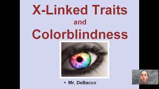 X Linked Traits and Colorblindness [upl. by Fariss789]