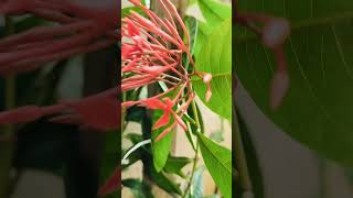 Mashallah my beautyful ixora coccinea [upl. by Llatsyrc998]