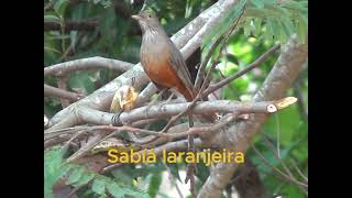 Avifauna sítio Adalmário Mutum [upl. by Nylac]