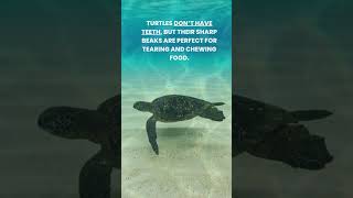 Turtles hold breath 7 HOURS amp detect MAGNETIC FIELD  pets animal nature funny turtles turtle [upl. by Irpac715]